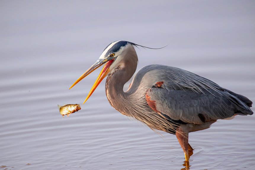propuesta de prohibición de caza y pesca